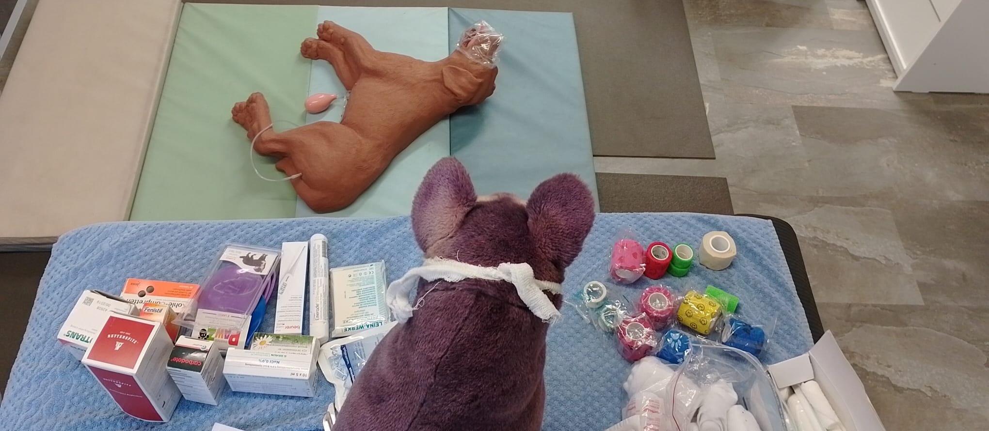 kurs_tierischerErsteHilfeONLINEKurs