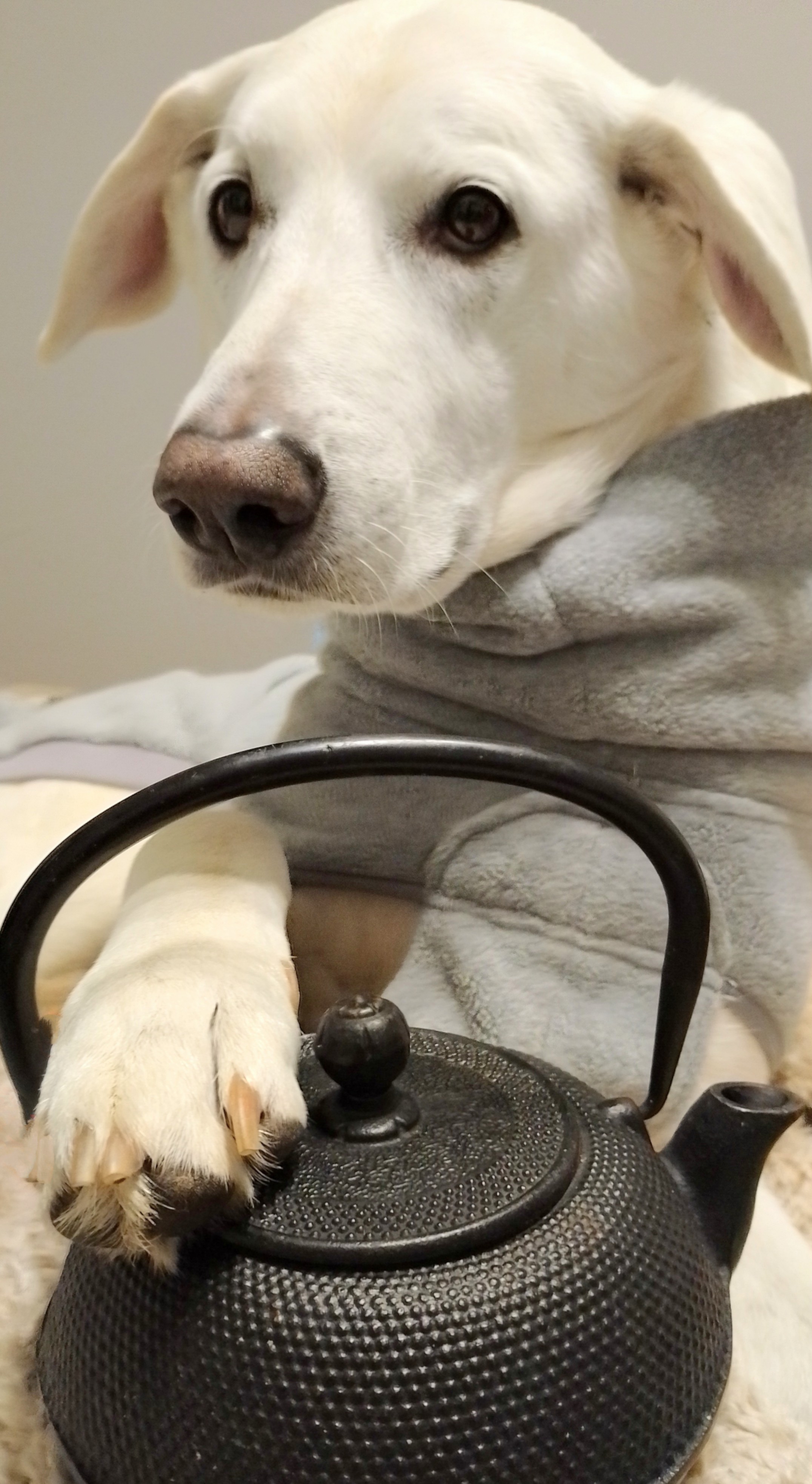 teefuerhunde